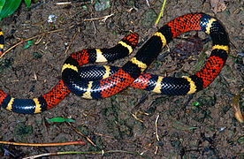 Micrurus surinamensis