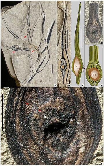 Archaeamphora