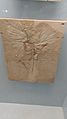 Archaeopteryx lithographica Rasgos de ave y dinosaurio