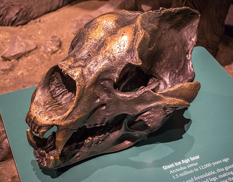 File:Arctodus simus skull Cleveland.jpg