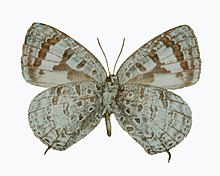 Arhopala tomokoae ♂ underside.jpg