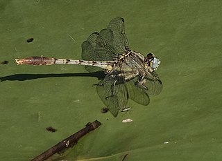 <i>Arigomphus lentulus</i> Species of dragonfly