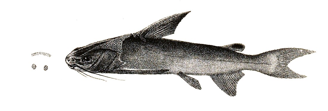 Threadfin sea catfish