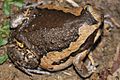 Asiatic Painted Frog (Kaloula pulchra) 花狹口蛙11.jpg