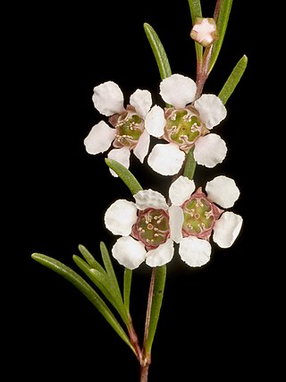 <i>Astartea affinis</i> Species of flowering plant