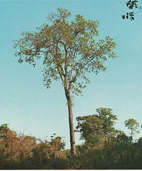 Santa Cruz de la Sierra Botanik Bahçesi makalesinin açıklayıcı görüntüsü