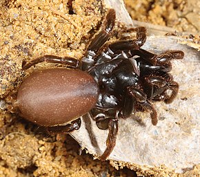 Afbeeldingsbeschrijving Atypus jianfengensis (10.3897-zookeys.762.23282) Figuur 5 (bijgesneden) .jpg.