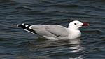 Audouin`s gull (Larus audouinii) (2).jpg
