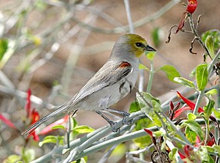 <span class="mw-page-title-main">Verdin</span> Genus of birds