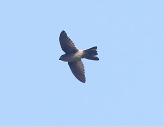 An Australian swiftlet over the Cairns Centenary Lakes AustralianSwiftlet.jpg