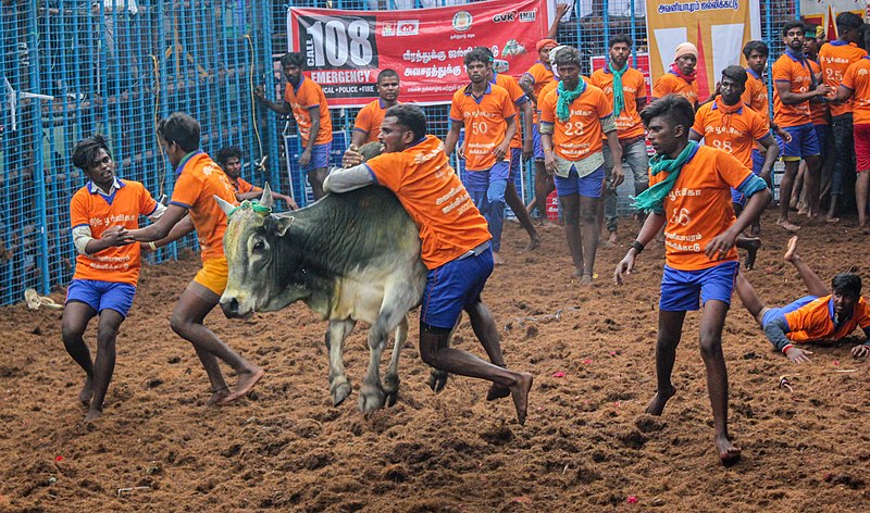 File:Avaniyapuram Jallikattu 07.jpg