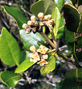 Witseebasboom A. marina – bloeisel