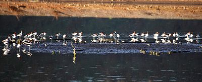 Red-necked Avocet (Recurvirostra novaehollandiae), Northern Territory, Australia