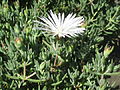 White flower growing in the Brisbane City Botanic Gardens. Picture taken in early Spring.