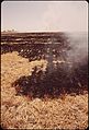 BURNING CUT STRAW TO CLEAR THE FIELD FOR ANOTHER PLANTING-WEST OF EL CENTRO IN THE IMPERIAL VALLEY - NARA - 548977.jpg