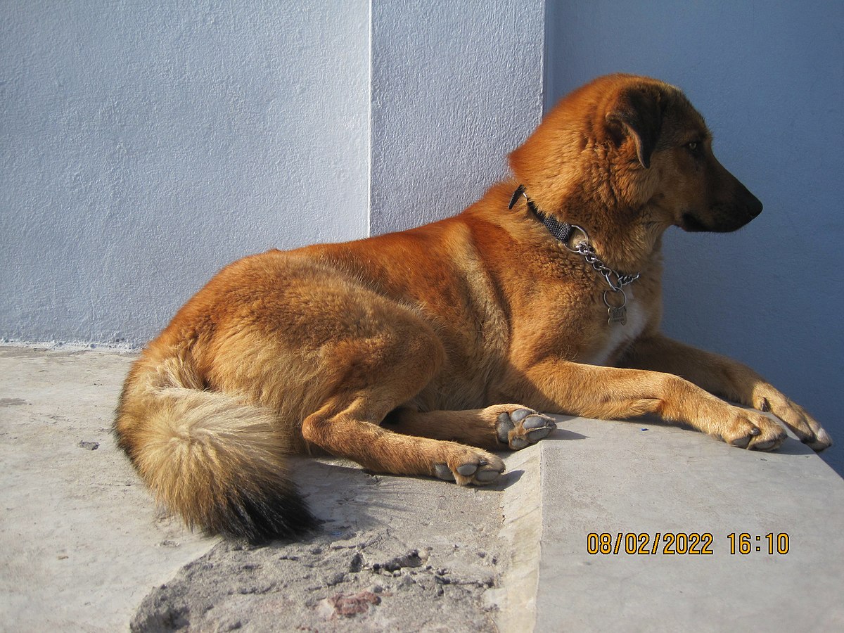 indian dog breeds list