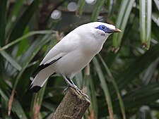 Bali Starling RWD7.jpg