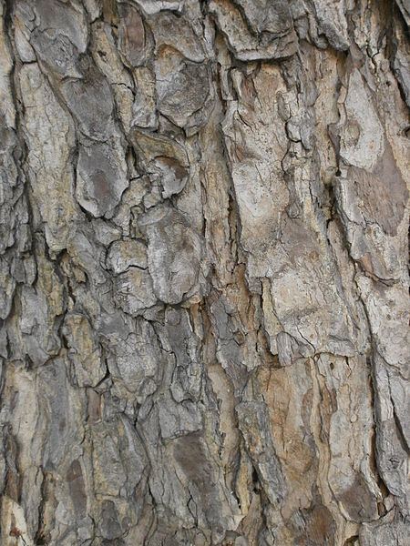 File:Bark of Albizia saman.jpg