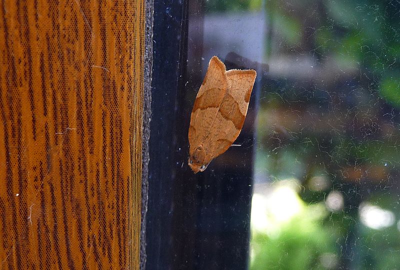 File:Barred Fruit-tree Tortrix. Pandemis cerasana OR Clepsis spectrana. Cyclamen Tortrix - Flickr - gailhampshire.jpg