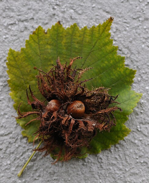 File:Baum Hasel, Corylus colurna 7.JPG