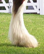 A Clydesdale's feathered leg Bay Clydesdale lower leg.jpg