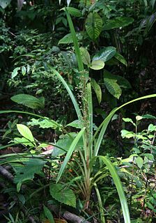 <i>Becquerelia</i> (plant) Genus of flowering plants