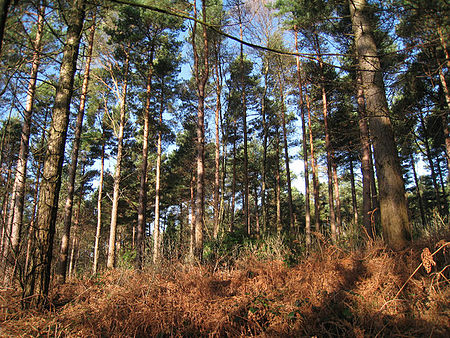 Bedgebury Forest