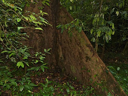 Benuang (Octomeles sumatrana) big buttress (15473933249).jpg