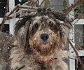 Bergamasco-sheepdog-merle-Paola.jpg