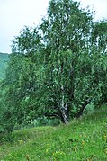 Mesteacăn argintiu (Betula pendula)