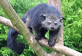 Dembeli (kafshë) (Arctictis binturong)