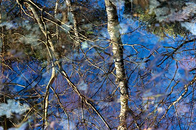 Birches reflected in a puddle in Tuntorp