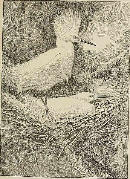 File:Bird stories (1921) (20198740369).jpg