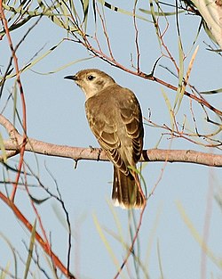 Black-eared Cuckoo imm bowra nov06.jpg