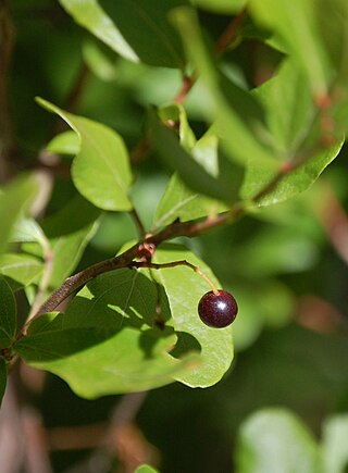 <i>Gaylussacia baccata</i> Berry and plant