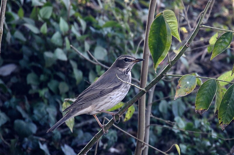 File:Black-throated Thrush (Turdus atrogularis), Kirtipur, Nepal 24.jpg