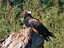 Black Breasted Buzzard 1.jpg