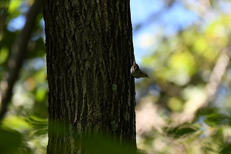 File:Black and white warbler blandair 9.6.21 DSC 8972.jpg