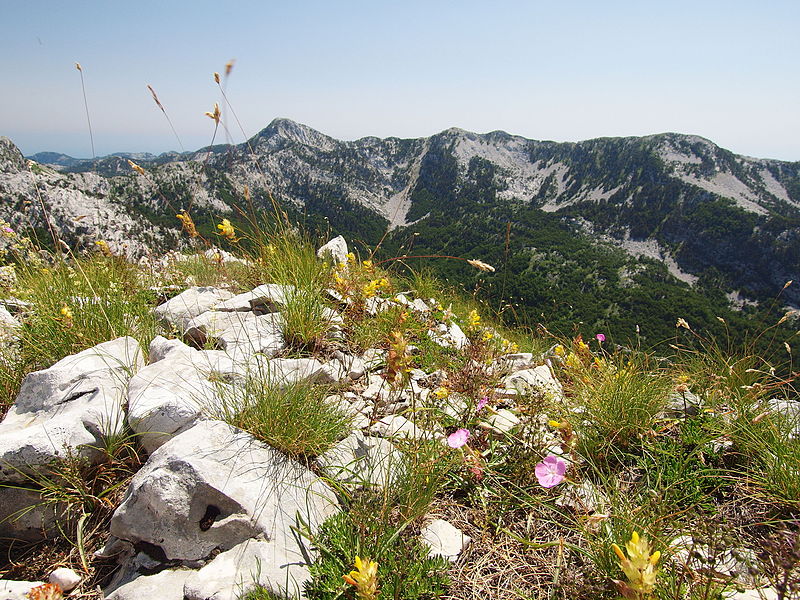 File:Blaugras- und Nacktriedrasen (Elyno-Seslerietea) Verband Crepidetalia dinaricae Ordnung Oxytropidion dinaricae Orjen2.jpg