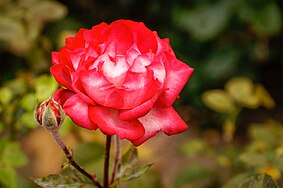 English: Rose in Kalamegdan park in Blegrade, near Monument of Gratitude to France. Polski: Róża w parku Kalamegdan w Belgradzie, w pobliżu Pomnika wdzięczności Francji.