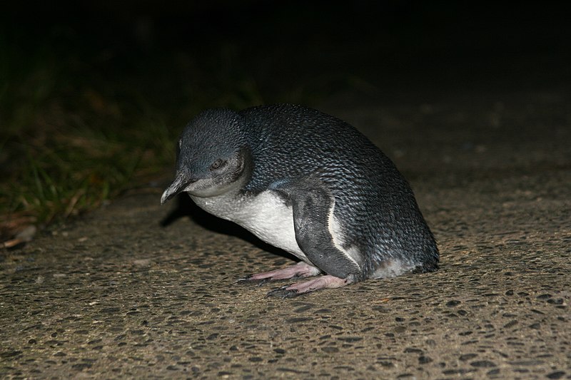 File:Blue Penguin Kapiti.jpg