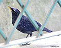 Burung Murai Batu Siul di Stesyen kereta api Simla di Himachal Pradesh, India.