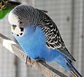 Thumbnail for Violet budgerigar mutation