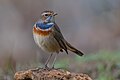 * Nomeamento Bluethroat (Luscinia svecica) at Ichkeul NPI, the copyright holder of this work, hereby publish it under the following license:This image was uploaded as part of Wiki Loves Earth 2024. --El Golli Mohamed 23:35, 7 May 2024 (UTC) * Promoción  Support Good quality. --Tagooty 00:38, 8 May 2024 (UTC)