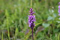 Dactylorhiza incarnata subsp. cruenta