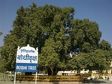 L'arbre de la Bodhi à Deekshabhoomi