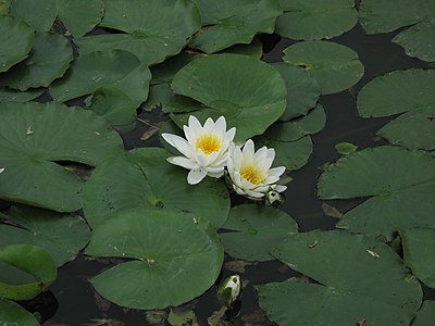 Waterlilly, Bojenice