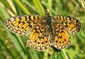 Boloria euphrosyne