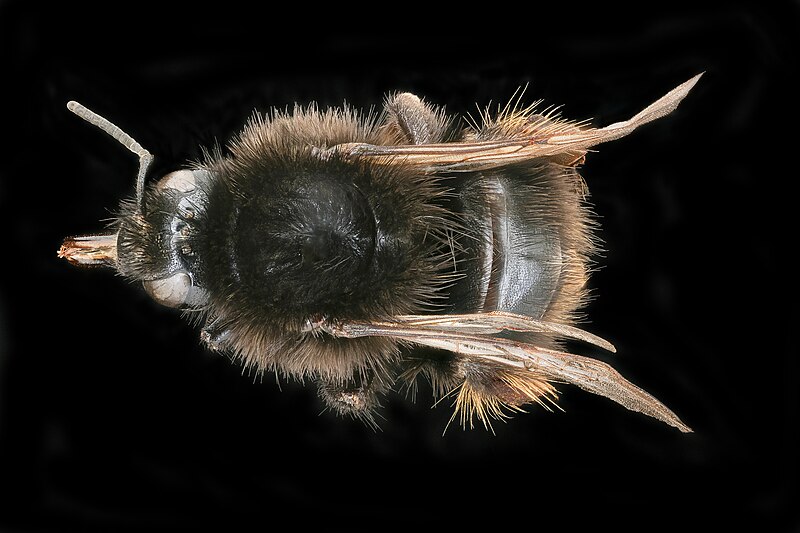 File:Bombus ruderarius, f, back, Podunajska, Slovakia 2020-02-17-15.46.37 ZS PMax UDR (49911470117).jpg