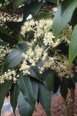 <i>Bosistoa floydii</i> Species of tree